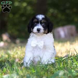 Wyatt, Cavapoo Puppy
